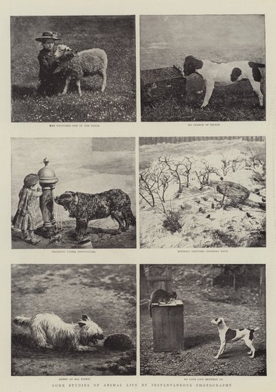 Joitakin tutkimuksia eläinten elämästä hetkellisen valokuvauksen avulla tekijältä English Photographer