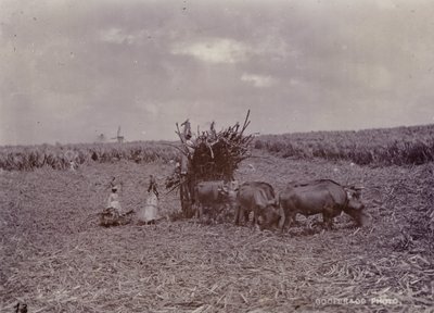 Sokeriviljelmä, Barbados, 1880 tekijältä English Photographer
