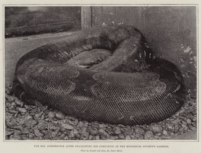 Boa Constrictor nieltyään seuralaisensa Zoological Societyn Gardensissa tekijältä English Photographer