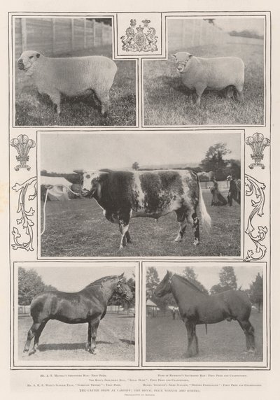 Cardiffin karjanäyttely, kuninkaallisen palkinnon voittaja ja muut tekijältä English Photographer