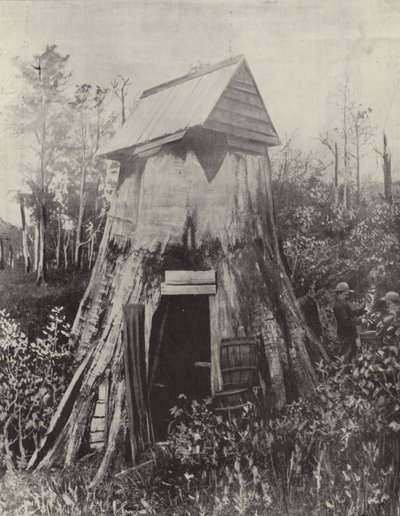 Jättiläinen puu Wynstayssa, Etelä-Gippslandissa tekijältä English Photographer