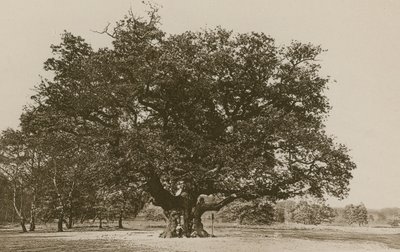 Major Oak, Sherwood Forest tekijältä English Photographer
