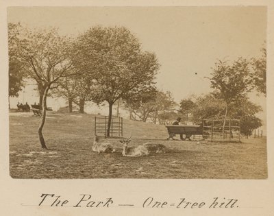 The Park - One Tree Hill, Greenwich tekijältä English Photographer