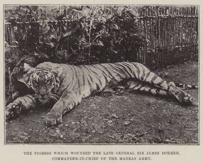 Tiikeri, joka haavoitti edesmenneen kenraali Sir James Dormeria, Madrasin armeijan komentajaa tekijältä English Photographer