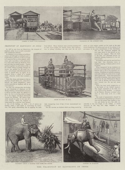 Elefanttien kuljetus Intiassa tekijältä English Photographer