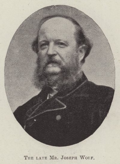 Edesmennyt herra Joseph Wolf tekijältä English Photographer