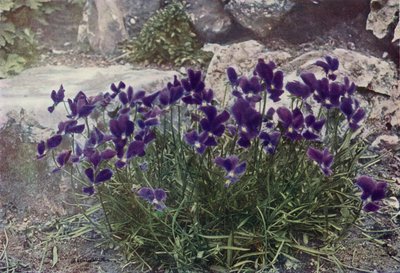 Viola Gracilis (värikuva) tekijältä English Photographer