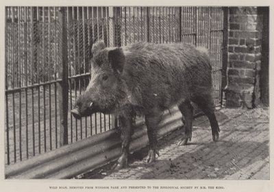 Villisika, poistettu Windsor Parkista ja jonka HM the King esitti Zoological Societylle tekijältä English Photographer