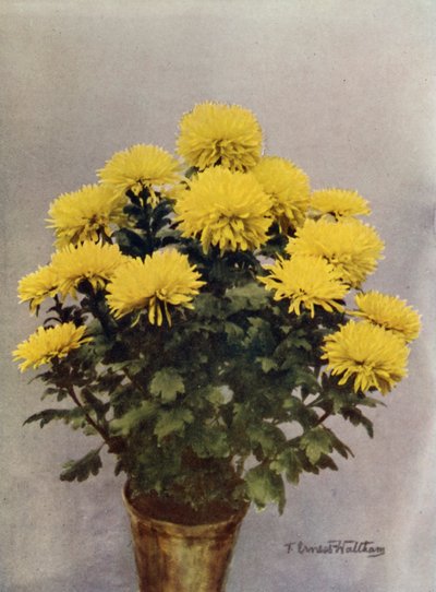 Keltainen Caprice du Printemps tekijältä English Photographer