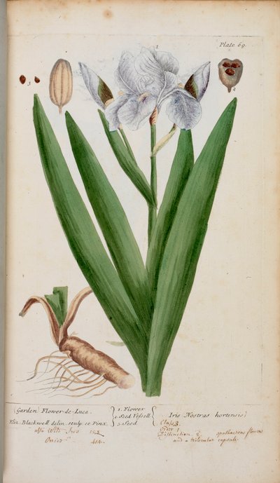 (Puutarha) Flower-de-Luce. Iris, Elizabeth Blackwellin teoksesta A Curious Herbal... tekijältä English School