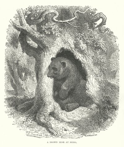 Ruskea karhu kotona (kaiverrus) tekijältä English School