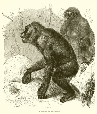 Gorilla-perhe tekijältä English School