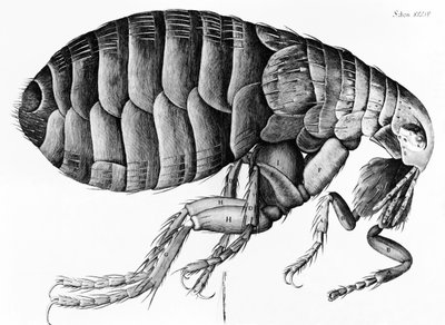 Kirppu mikroskoopista, Robert Hooke (1635-1703), 1665 tekijältä English School