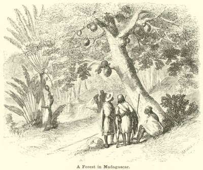 Metsä Madagaskarilla tekijältä English School
