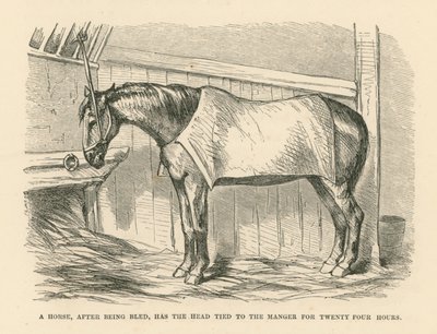 Hevosen pää sidotaan verenlaskun jälkeen seimeen kahdeksikymmenenneljäksi tunniksi (kaiverrus). tekijältä English School