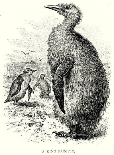 Kuningaspingviini (kaiverrus) tekijältä English School