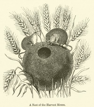 Nest of the Harvest Mouse (kaiverrus) tekijältä English School