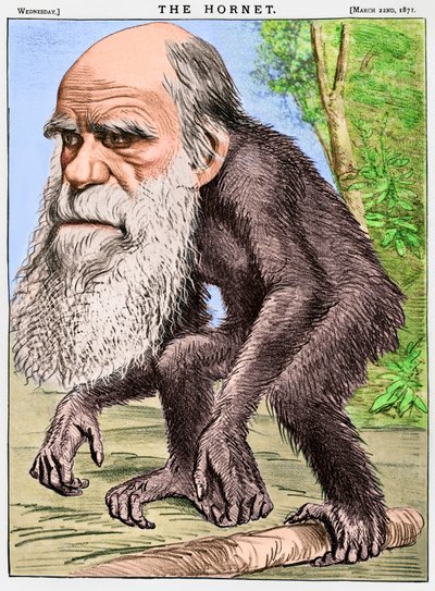 "A Venerable Orang-outang", karikatyyri Charles Darwinista apinana. tekijältä English School