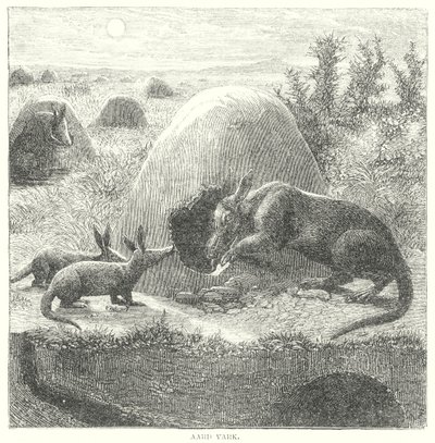 Aardvark (kaiverrus) tekijältä English School