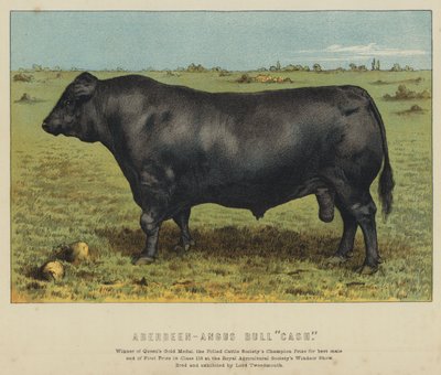 Aberdeen-Angus-sonni "Cash" (värilitografia) tekijältä English School