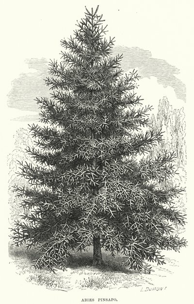 Abies Pinsapo (kaiverrus) tekijältä English School