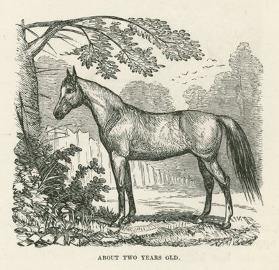 Noin kaksi vuotta vanha (kaiverrus) tekijältä English School