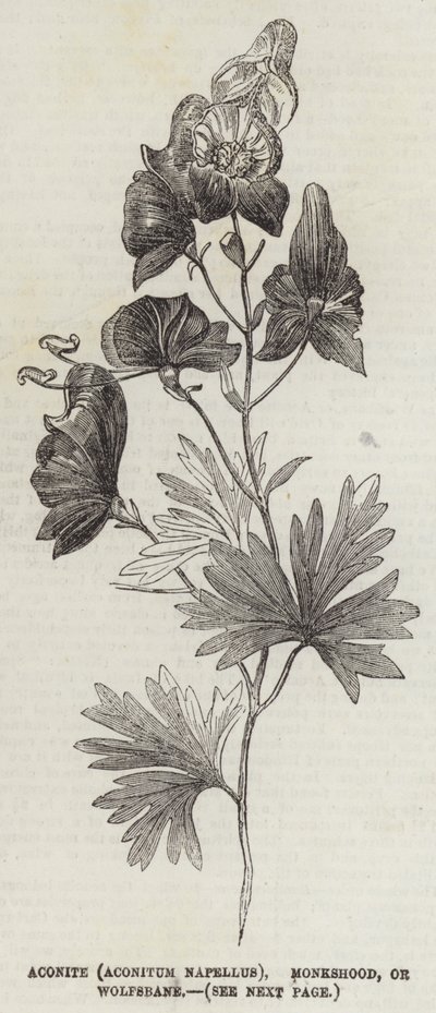 Akoniitti (Aconitum Napellus), Monkshood tai Wolfsbane (kaiverrus) tekijältä English School