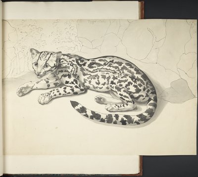 Lisää MS 11807 f.9 Tyger Cat, kohdasta Piirrokset, suuressa mittakaavassa, intialaisella musteella ja lyijykynällä, eri eläimistä ja linnuista (intialainen muste paperille) tekijältä English School