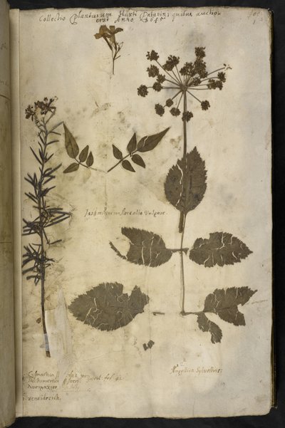 Lisää MS 78334 f.3r Kuivattu kasvinäyte selityksellä, "Hortus Hyemalis", kirjoittanut John Evelyn tekijältä English School