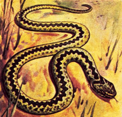 Adder tekijältä English School
