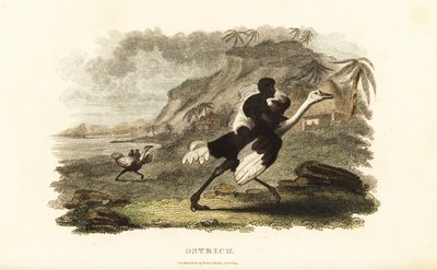 Afrikkalaiset miehet ja pojat ratsastavat kesyillä strutseilla ranskalaisessa tehtaassa lähellä Podoria Senegalissa tekijältä English School
