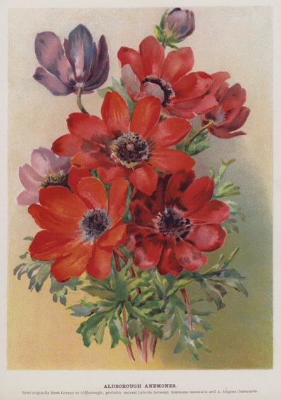 Aldborough Anemones tekijältä English School