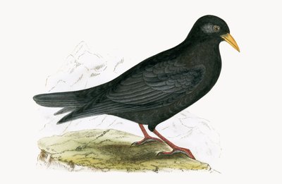 Alpine Chough, kuvitus Charles Robert Breen (1811-86) teoksesta "A History of the Birds of the Birds of the British Islands", julkaistu 1867 tekijältä English School