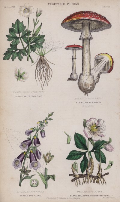 Alpine valkoinen varisjalka; lentää ruskea sieni; Purple Fox Glove; Musta hellebore tai jouluruusu (värillinen kaiverrus) tekijältä English School