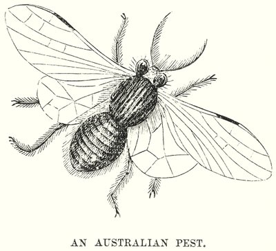 Australialainen tuholainen (kaiverrus) tekijältä English School