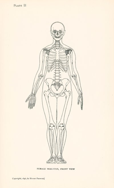 Anatomia: Naisen luuranko, etukuva (litografia): Naisen luuranko, etukuva (litografia) tekijältä English School