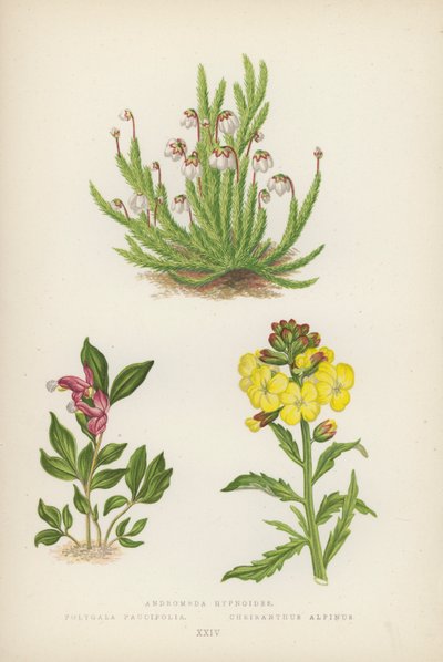 Andromeda hypnoides; Polygala Paucifolia; Cheiranthus Alpinus (väri litografia). tekijältä English School