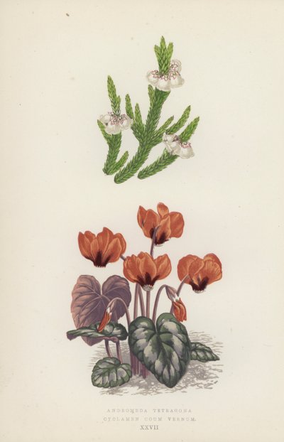 Andromeda Tetragona; Cyclamen Coum Vernum (värilitra) tekijältä English School