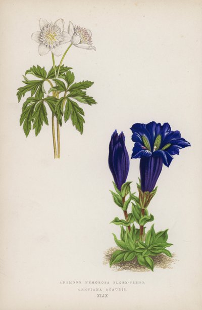 Anemone Nemorosa täydessä kukassa; Gentiana Acaulis (väri litho) tekijältä English School