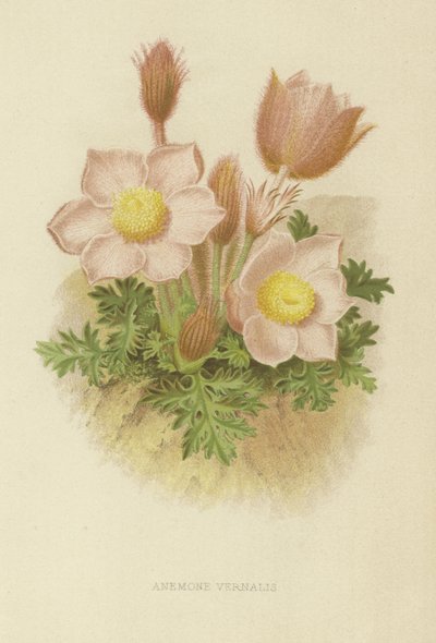 Anemone vernalis tekijältä English School