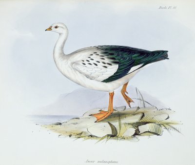 Anser Melanopterus teoksesta The Zoology of the Voyage of H.M.S. Beagle 1832-36, Charles Darwin (1809-92), 1840 tekijältä English School
