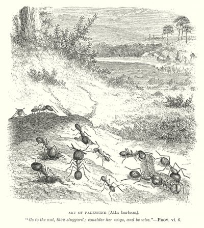 Palestiinan muurahainen (Atta Barbara) (kaiverrus) tekijältä English School