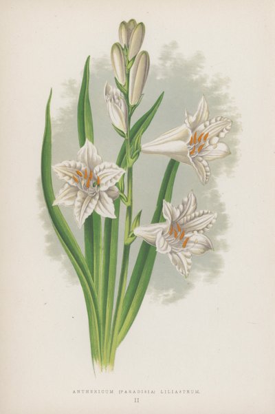 Anthericum, Paradisia Liliastrum (väriliitos) tekijältä English School
