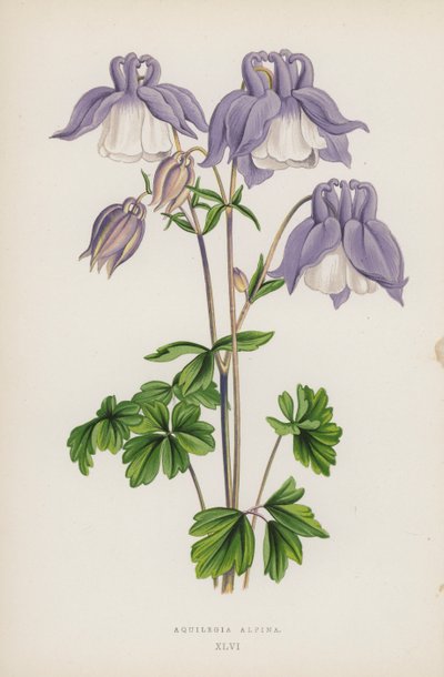Aquilegia Alpina (väri litho) tekijältä English School