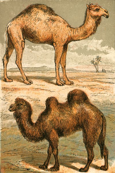 Arabian Camel ja Bactrian Camel tekijältä English School