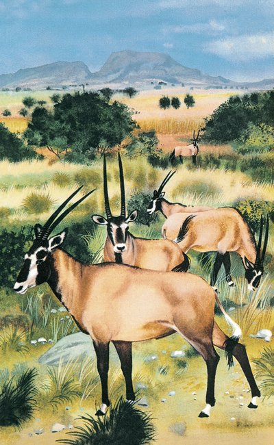 Arabian oryx tekijältä English School