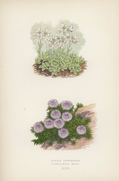 Arabis Androsace; Globularia Nana (väri lito) tekijältä English School
