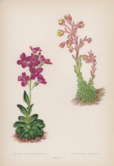 Arabis; Saxifraga Ambigua (väri litho) tekijältä English School