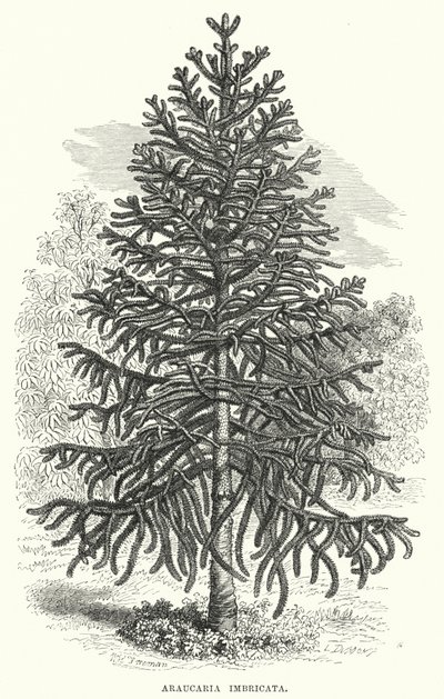 Araucaria Imbricata (kaiverrus) tekijältä English School