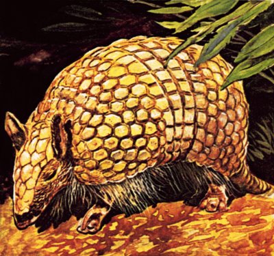 Armadillo tekijältä English School